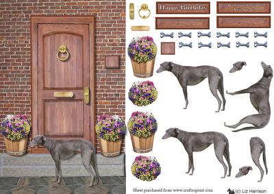 Italian Greyhound on a Door Step