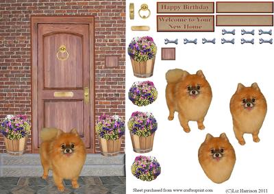 Pomeranian on a Door Step