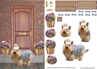 Yorkshire Terrier on a Door Step