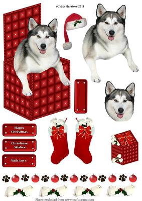 Siberian Husky in a Christmas Box