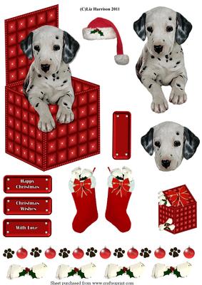 Dalmatian in a Christmas Box