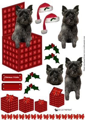 Cairn Terrier in a Christmas Box