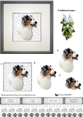 Australian Shepherd Portrait