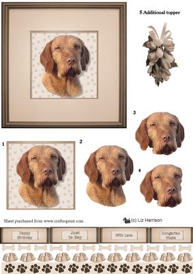 Hungarian Vizsla Portrait