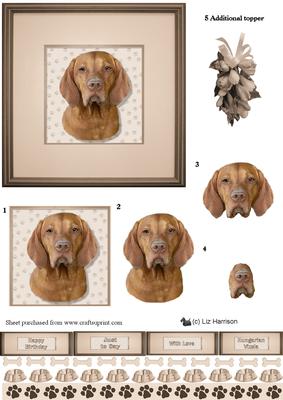 Hungarian Vizsla Portrait