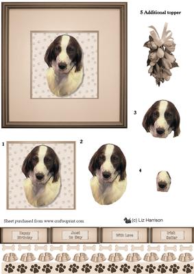 Irish Red & White Setter Portrait
