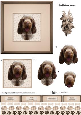Italian Spinone Portrait