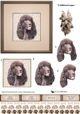 Irish Water Spaniel Portrait