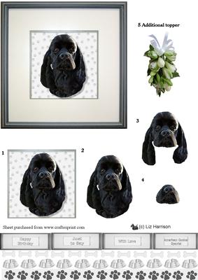 American Cocker Spaniel Portrait