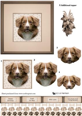 Nova Scotia Duck Tolling Retriever Portrait