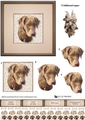 Chesapeake Bay Retriever Portrait