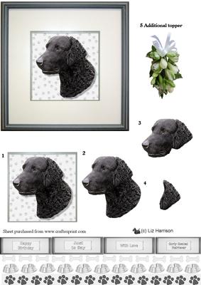 Curly Coated Retriever Portrait
