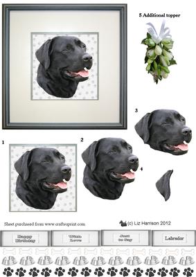 Black Labrador Retriever Portrait