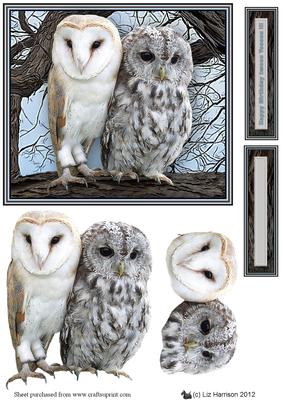 Barn Owl & Tawny Owl 3D Decoupage