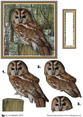 Tawny Owl 3D Decoupage