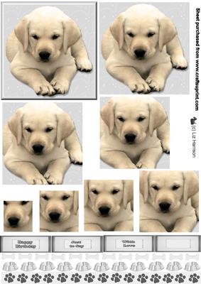 Golden Labrador Puppy Pyramid