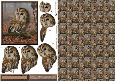 Tawny Owl Woodland Scene & Background 3D Decoupage