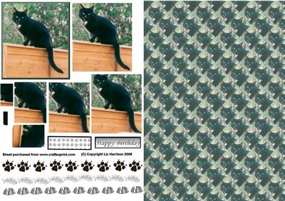 Black Cat on Fence Pyramid with Background