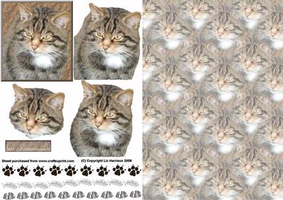Tabby Cat Portrait 3D Decoupage with Background