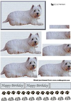 Westie Laying Down Pyramid