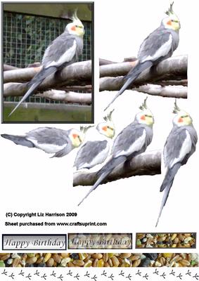 Cockatiel 3D Decoupage