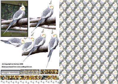 Cockatiel 3D Decoupage with Background