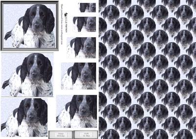 Cocker Spaniel Blue Roan Pyramid with Background
