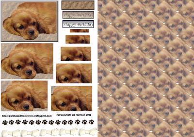 Cavalier King Charles Spaniel Pyramid with Background