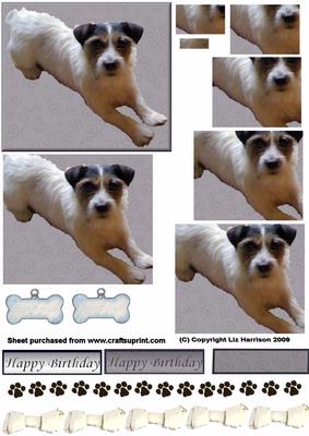 Jack Russell Laid Down Pyramid