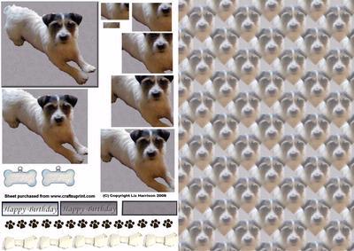 Jack Russell Laid Down Pyramid with Background