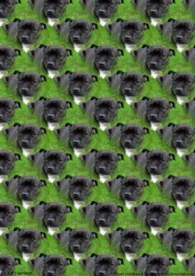 Staffordshire Bull Terrier Background