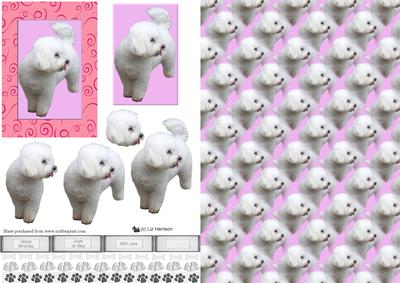 Bichon Frise 3D Decoupage with Background