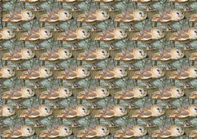 Barn Owl Woodland Scene Background (landscape)