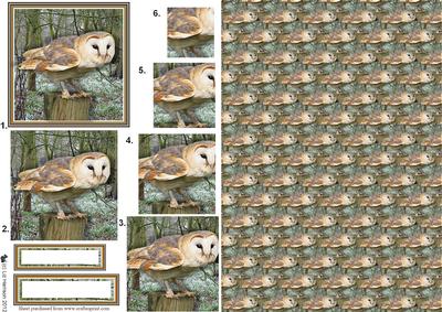 Barn Owl Woodland Pyramid with Background