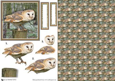 Barn Owl 3D Decoupage Woodland & Background