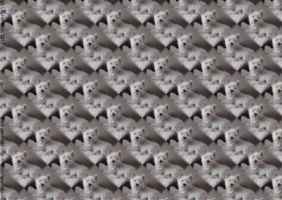West Highland White Terrier Relaxing Background