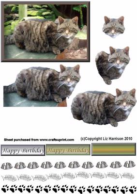 Tabby Cat Laid 3D Decoupage