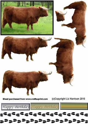Highland Bull Step by Step