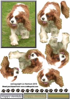 Cavalier King Charles Spaniel Walking 3D Decoupage