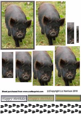 Pot Bellied Pig Pyramid