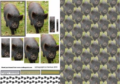 Pot Bellied Pig Pyramid with Background