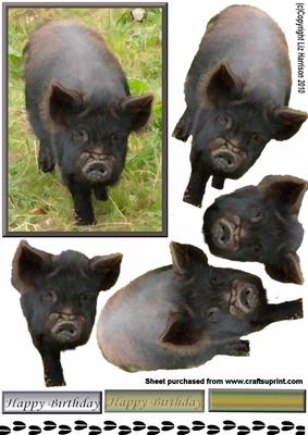 Pot Bellied Pig 3D Decoupage