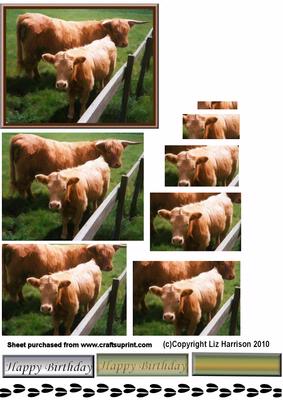 Highland Cow & Calf Pyramid