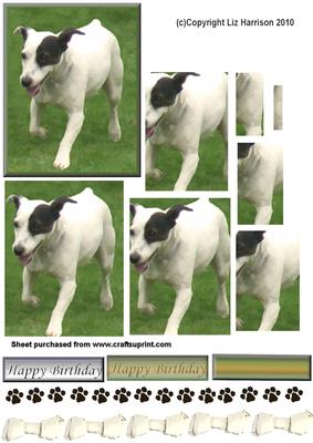 Jack Russell Running Pyramid