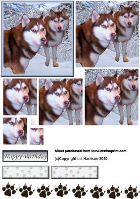 Husky Pair in Snow Pyramid