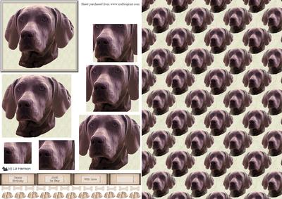 Weimaraner Portrait Pyramid with Background