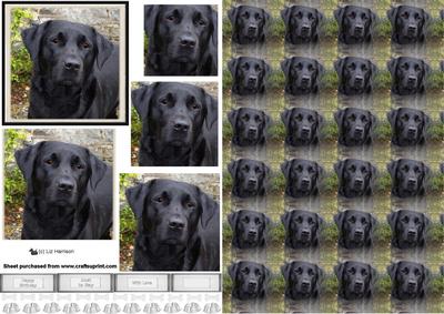 Black Labrador Portrait Pyramid with Background