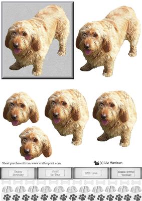 Basset Griffon Vendeen 3D Decoupage