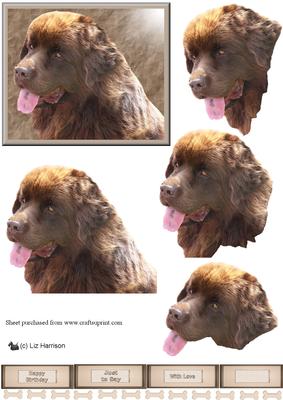 Chocolate Newfoundland Dog 3D Decoupage
