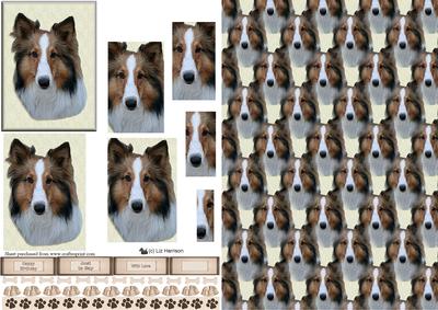 Collie Portrait Pyramid with Background